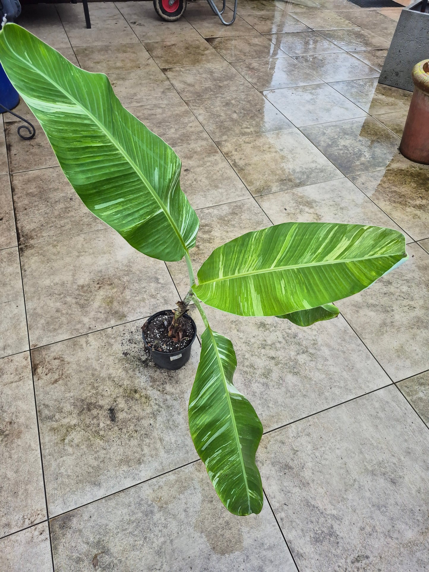 Musa namwah variegata