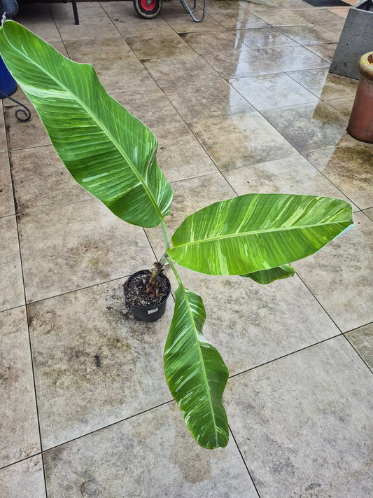 Musa namwah variegata