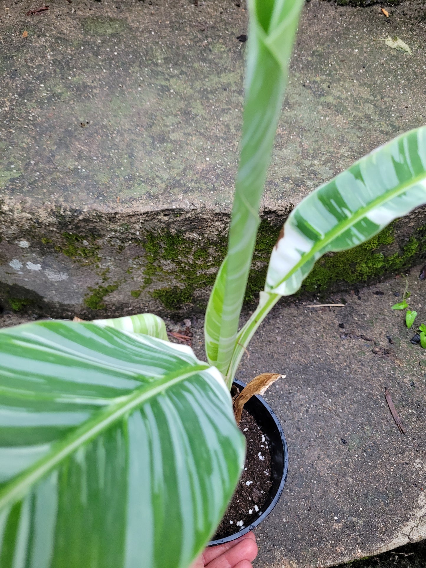 Musa acuminata variegata