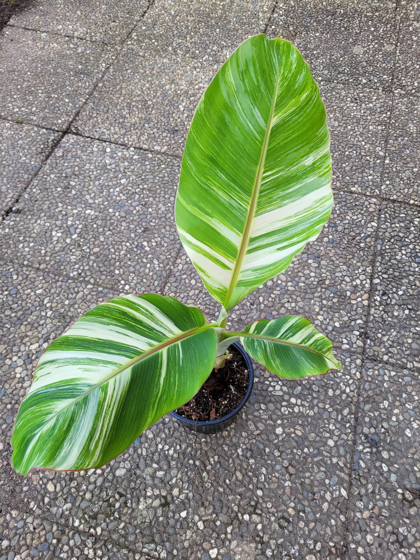 Musa cola variegata 5 Samen