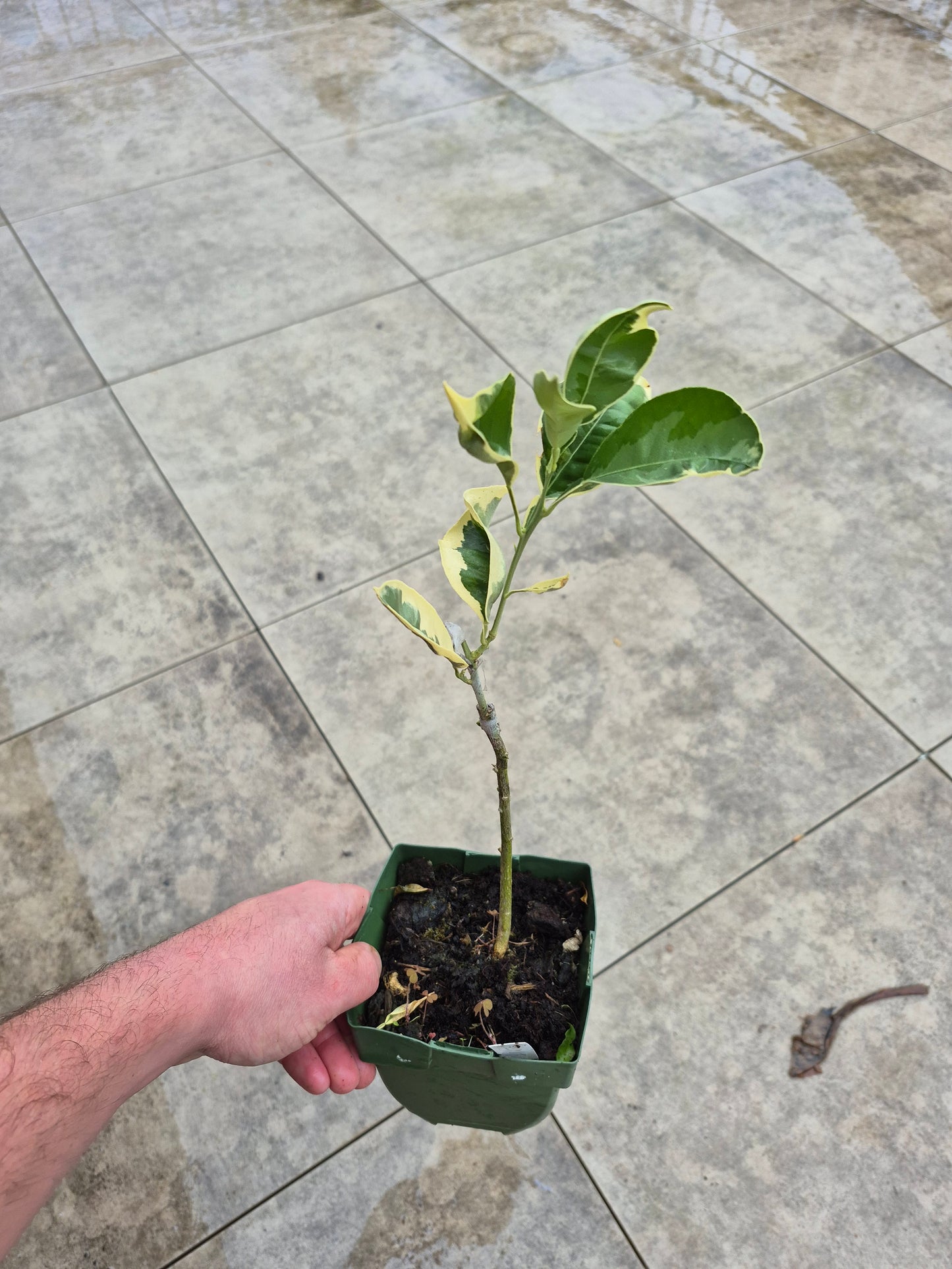 Citrus paradisii variegata