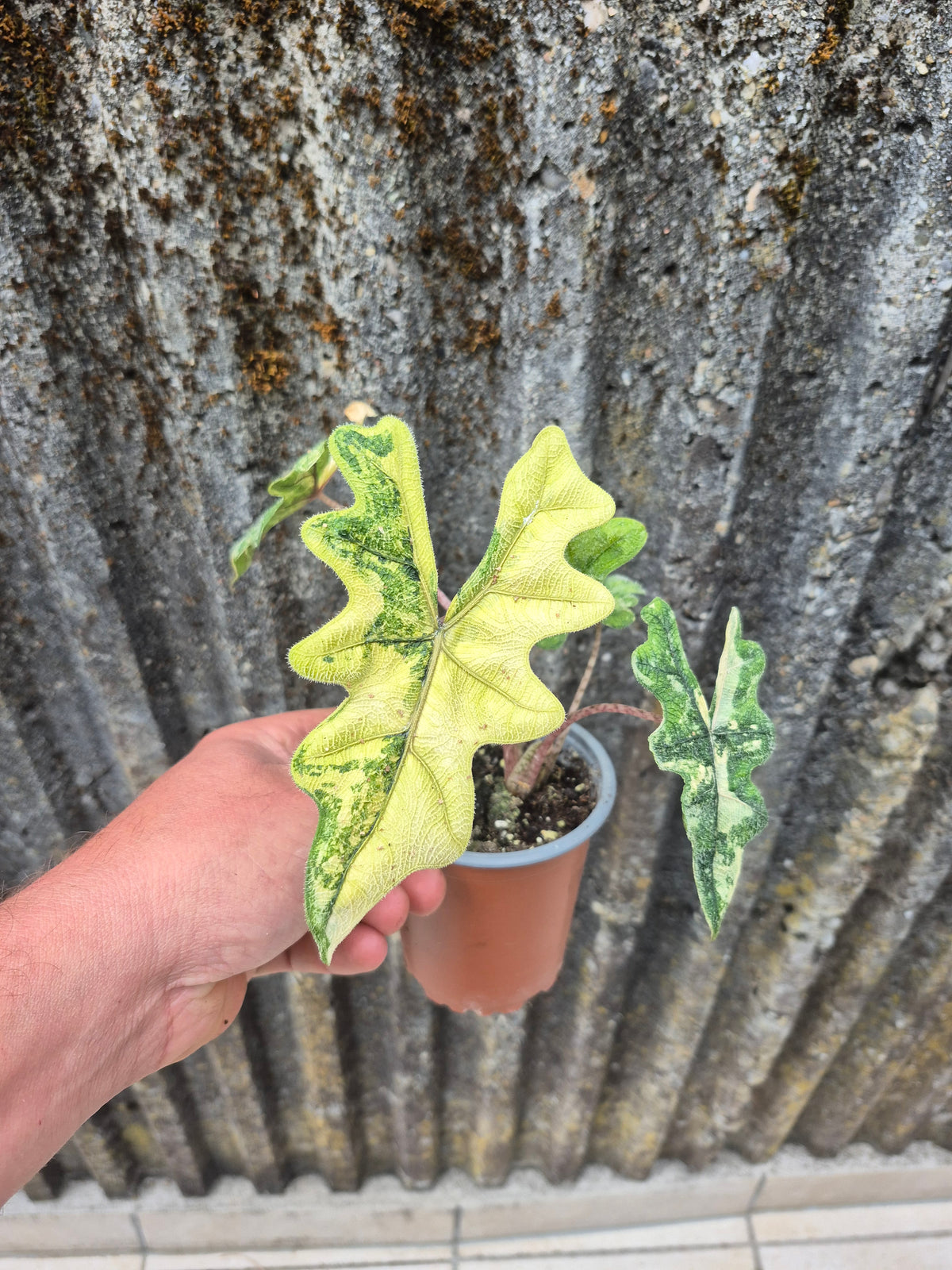 Alocasia Jacklyn Variegata
