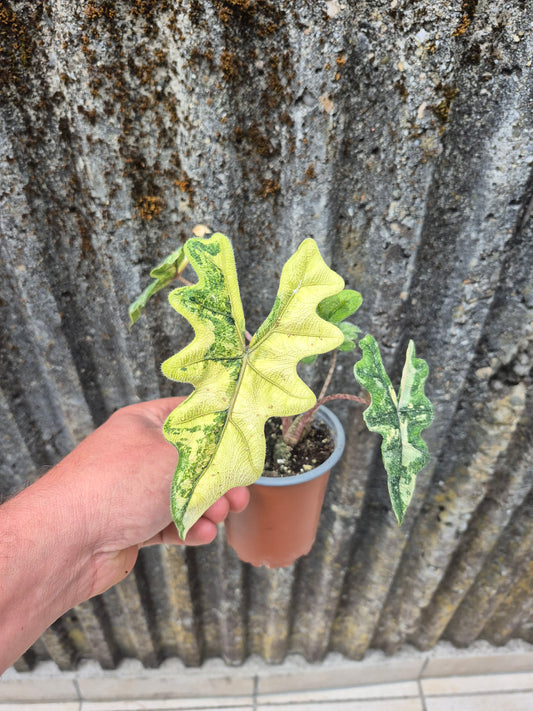 Alocasia Jacklyn Variegata