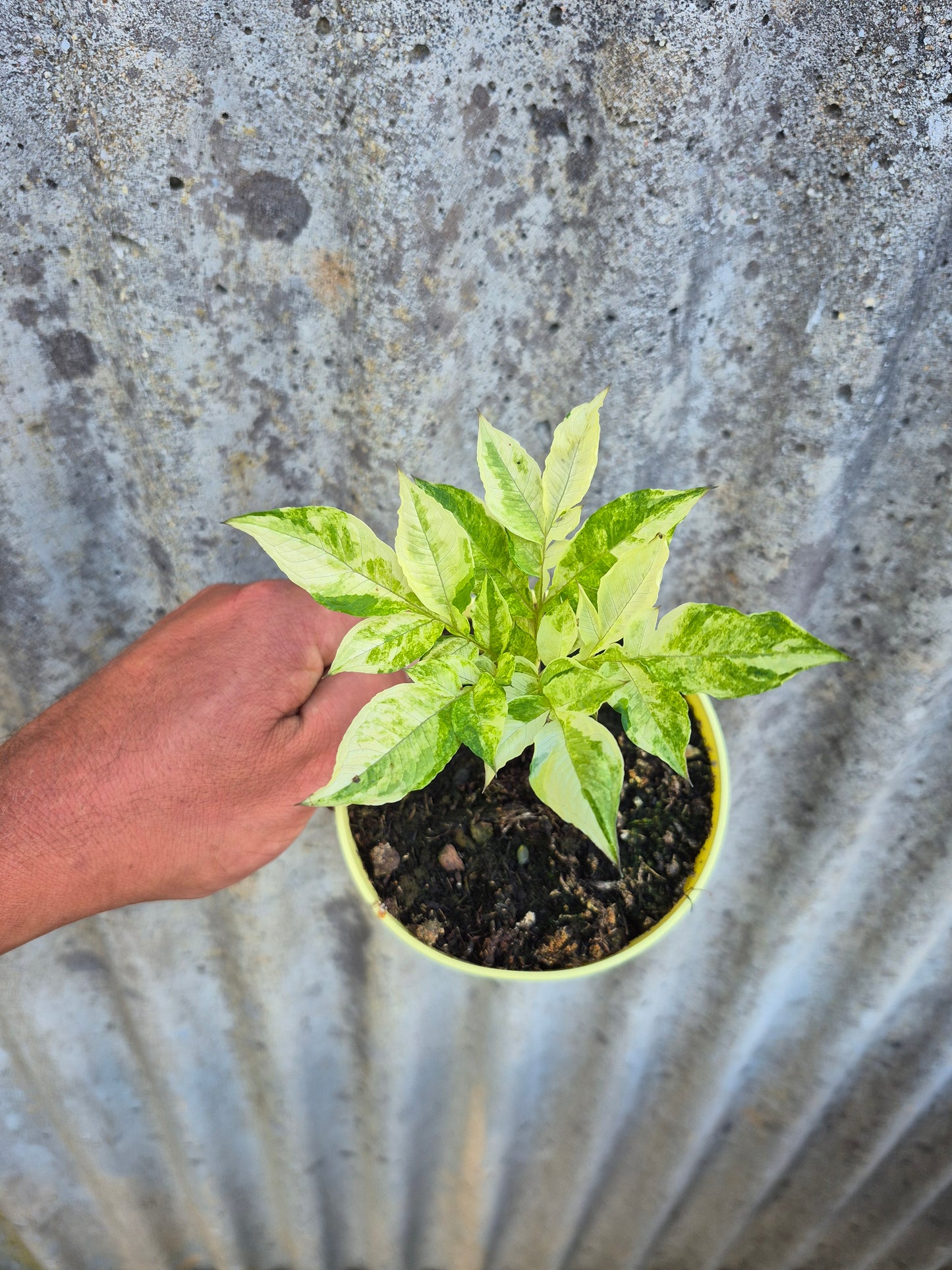 Amorphophallus konjac Variegata