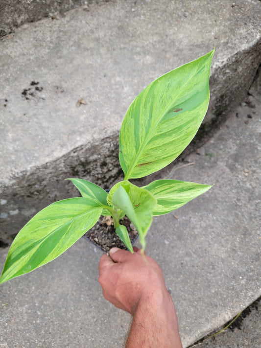 Musa acuminata  Mint variegata