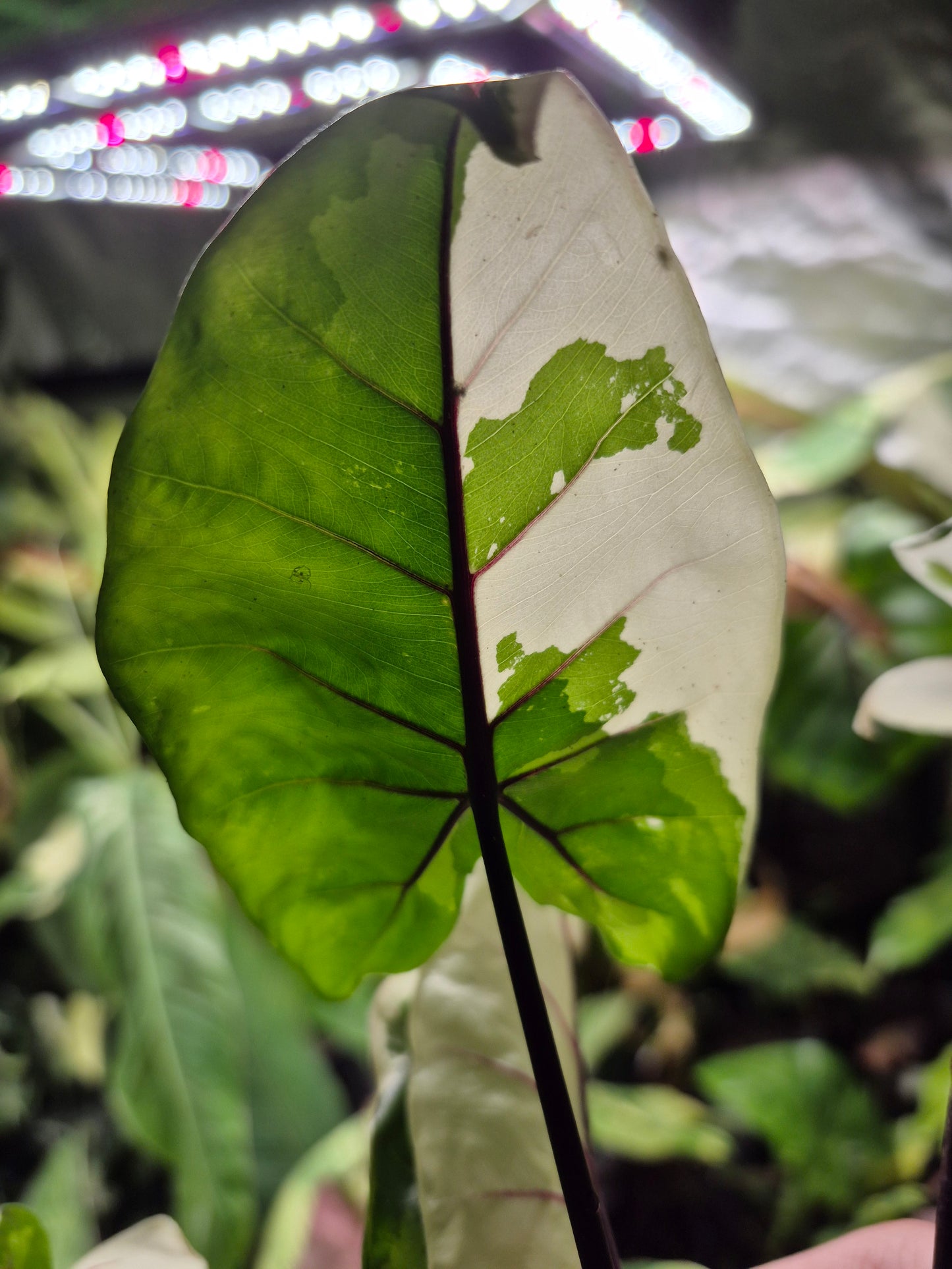 Alocasia Macrorrhizos Black Stem variegata 1 Rhizom