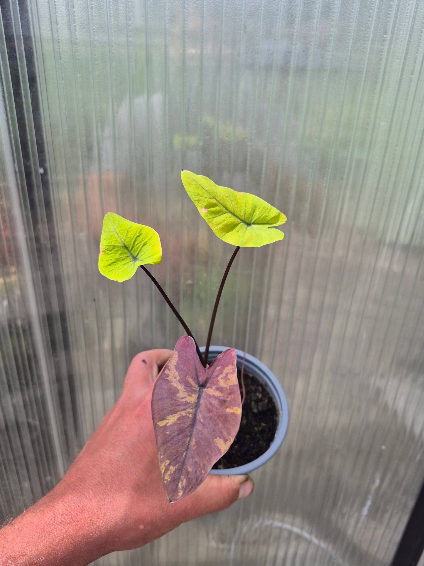 Colocasia Canary 1 Pflanze