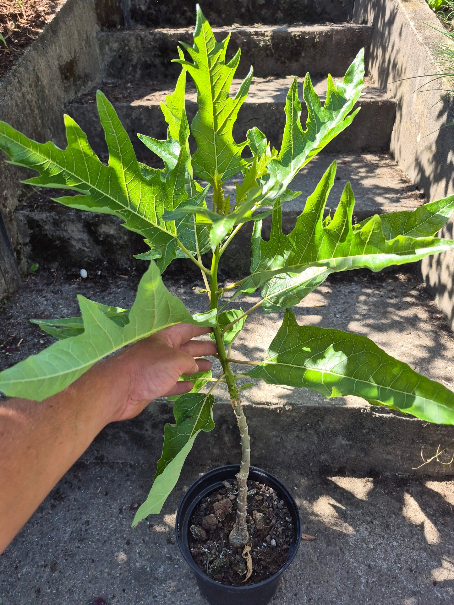Eichblattpapaya Vasconeceallea quercifolia 1 Pflanze (weiblich)