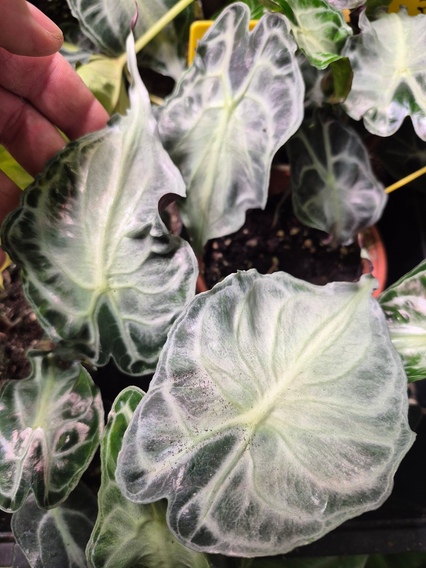 Alocasia Venom 1 Rhizom