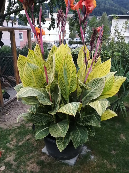 Canna Pretoria Pflanze
