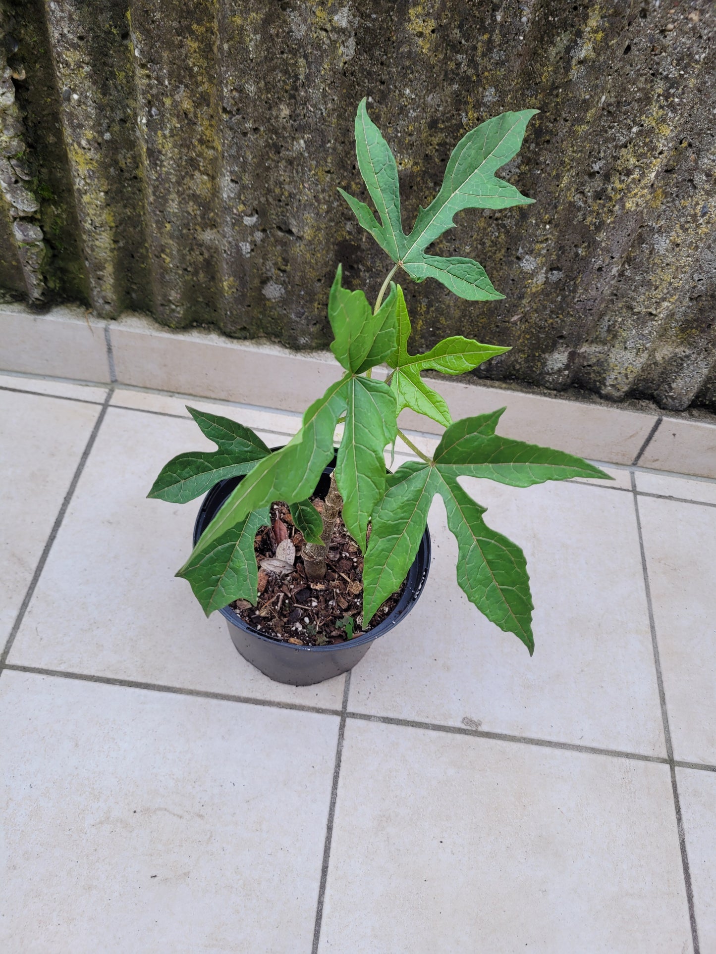Bergpapaya Carica pentagona
