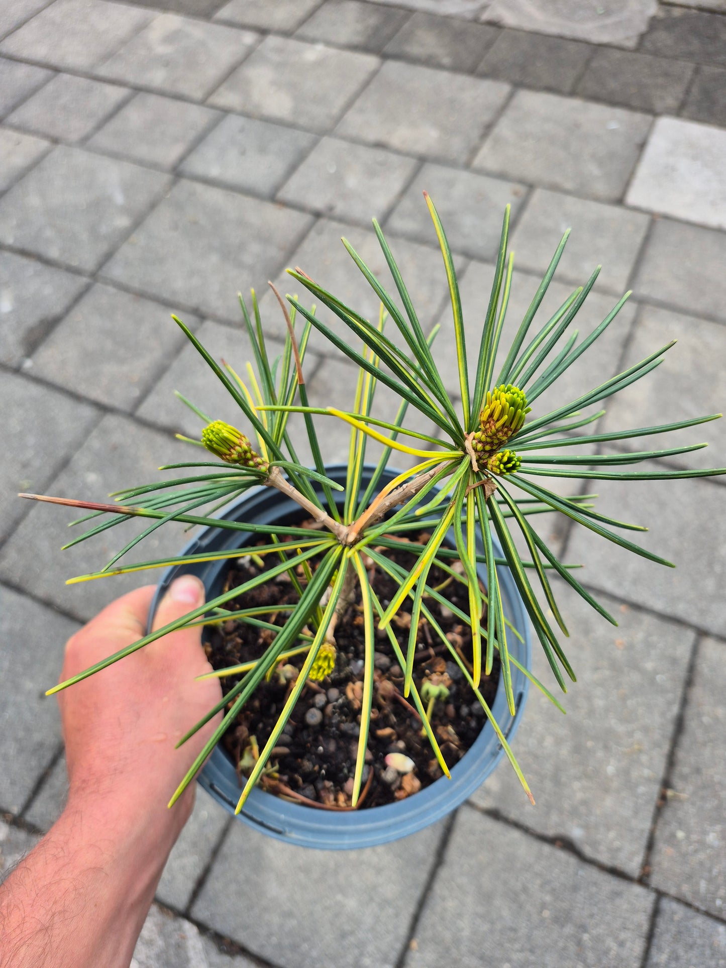 Sciadopitys variegata