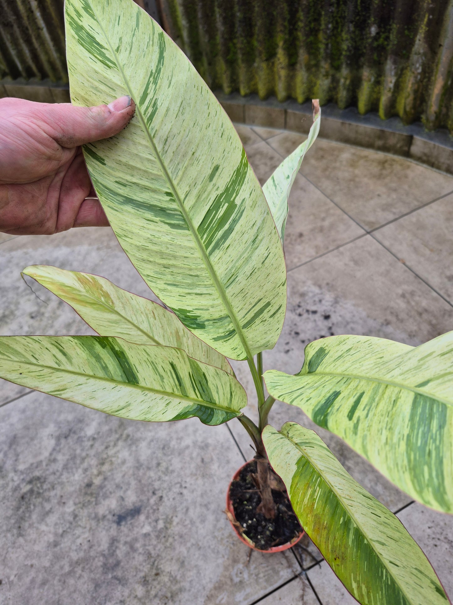 Musa acuminata  Mint variegata