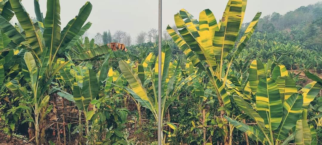 Musa variegata Samen Set