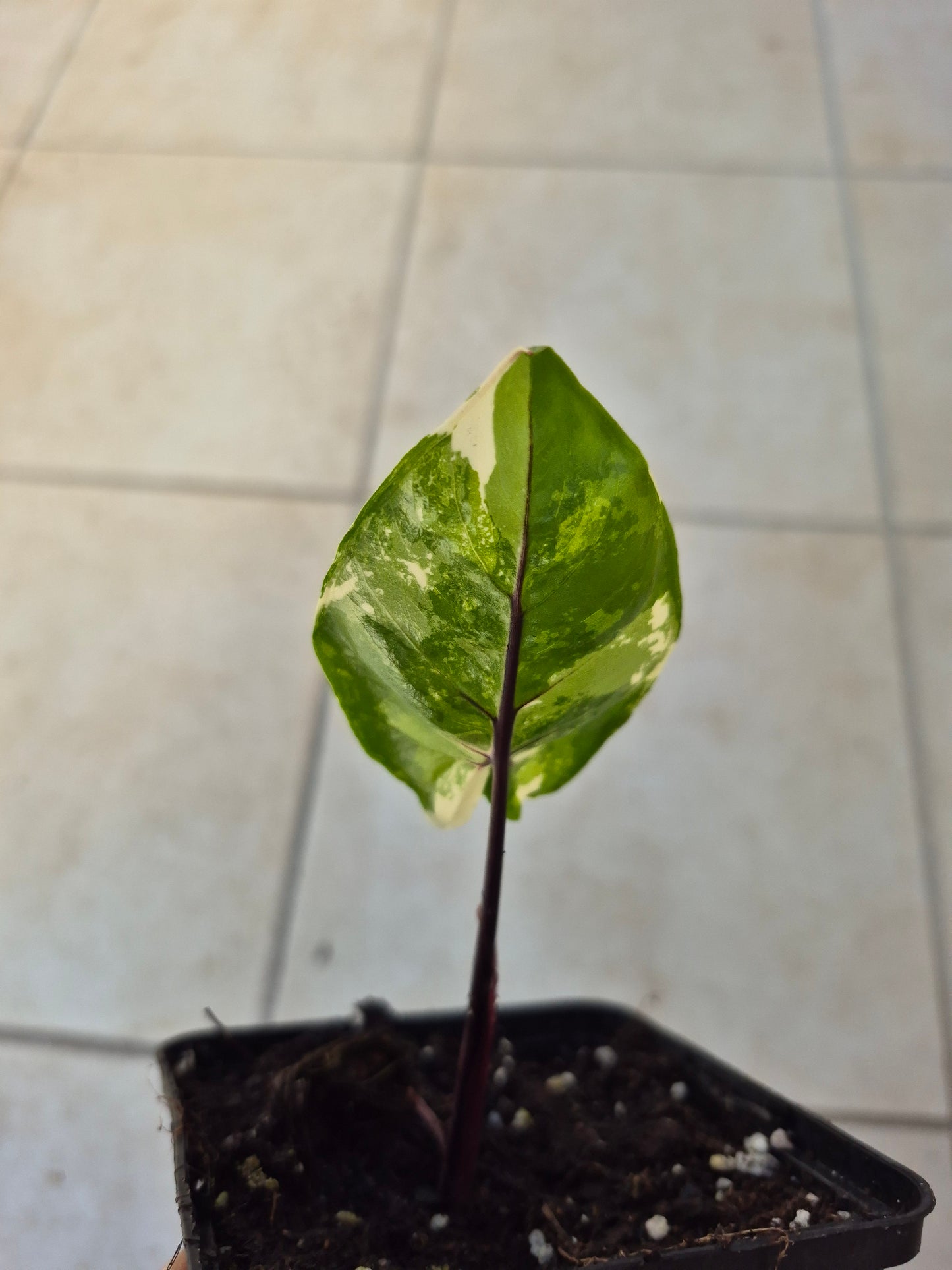 Alocasia Macrorrhizos Black Stem variegata