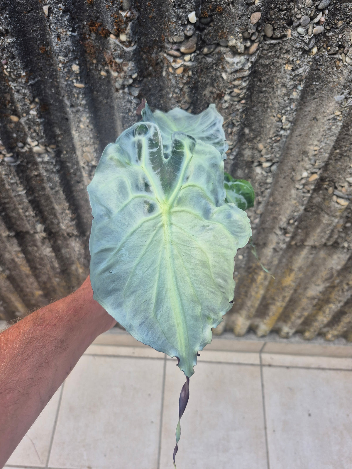 Alocasia Venom XL Pflanze 1