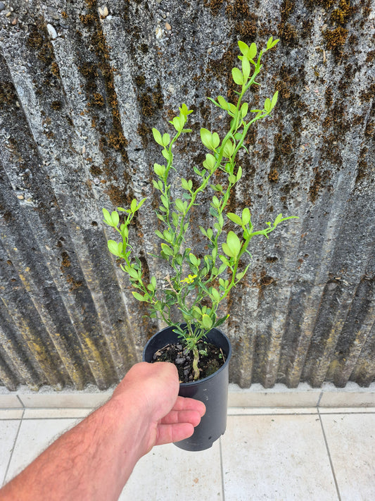 Poncirus trifoliata Flying Dragon