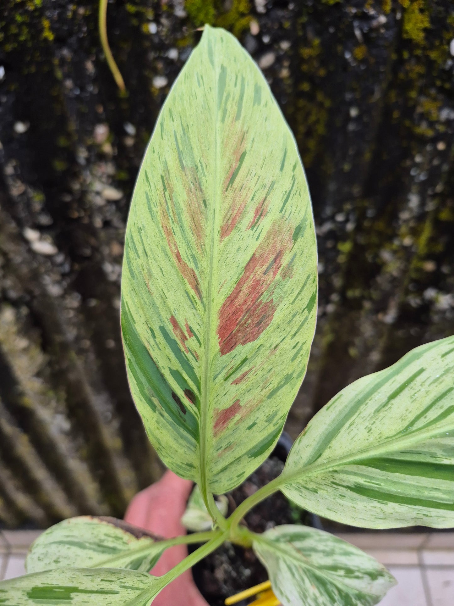 Musa acuminata  Mint variegata