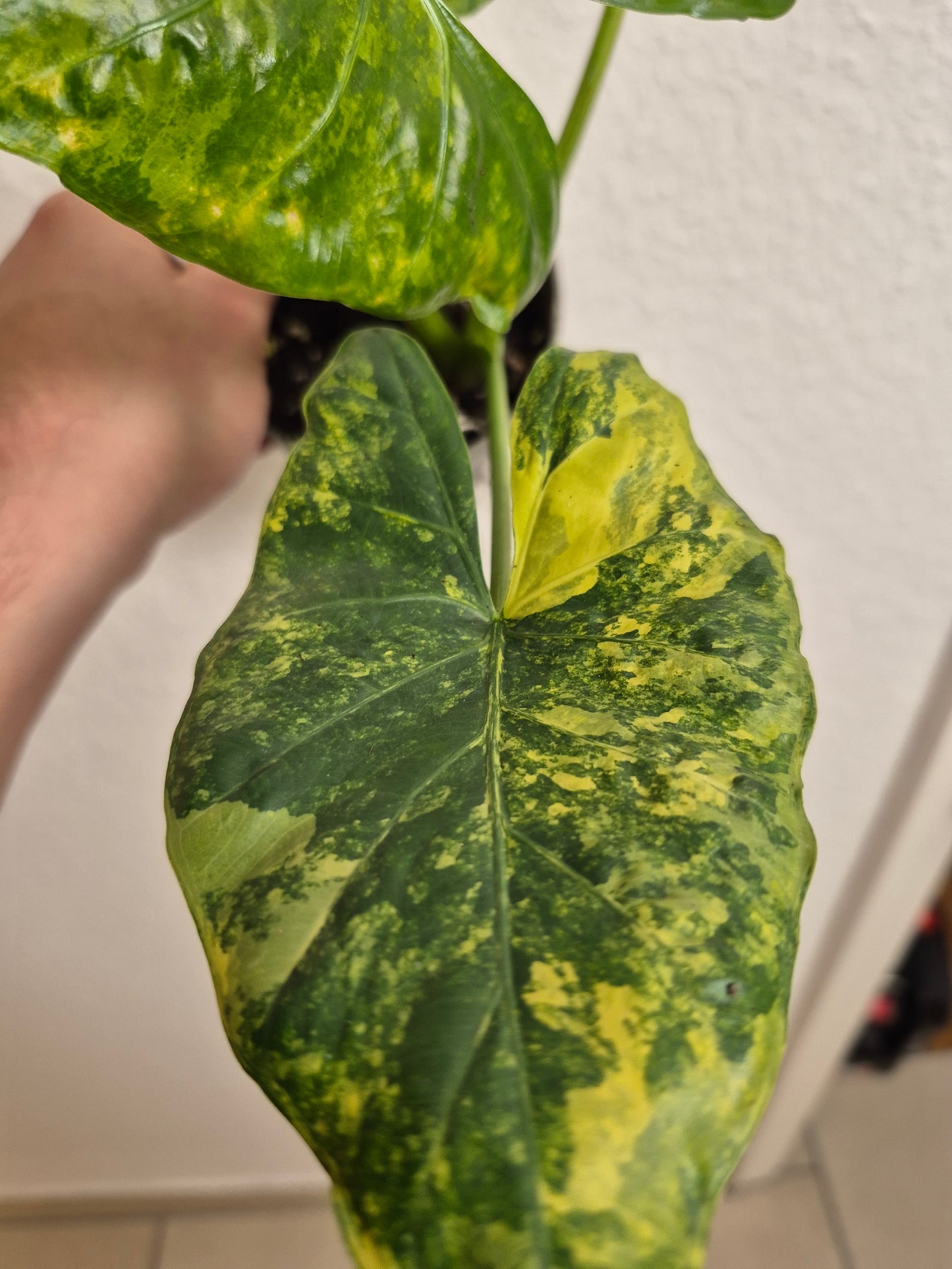 Alocasia Macrorrhizos Aurea variegata