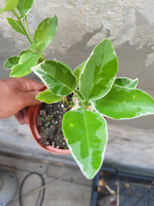 Citrus macrorphylla variegata