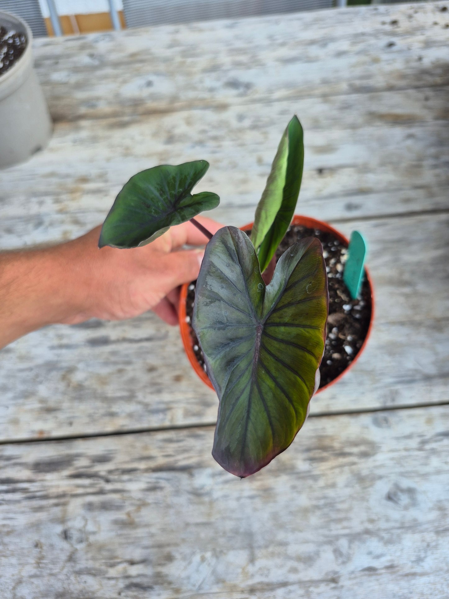 Colocasia Black Lava