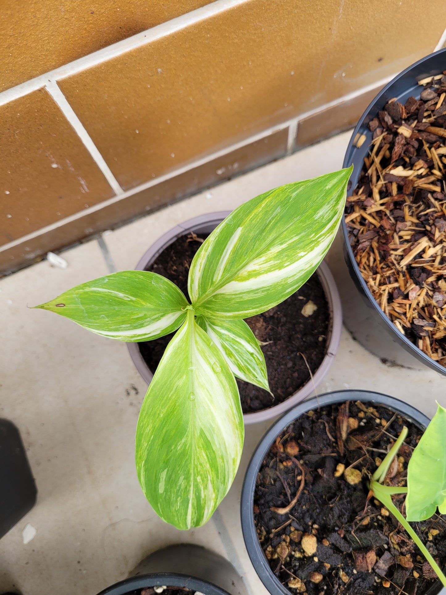 Musa cola variegata 5 Samen