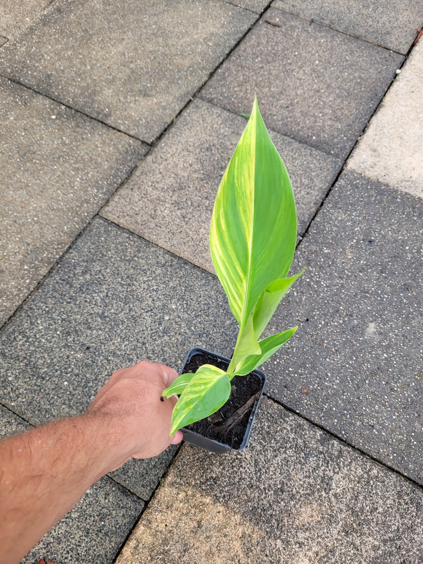 Musa papua Yellow Variegata
