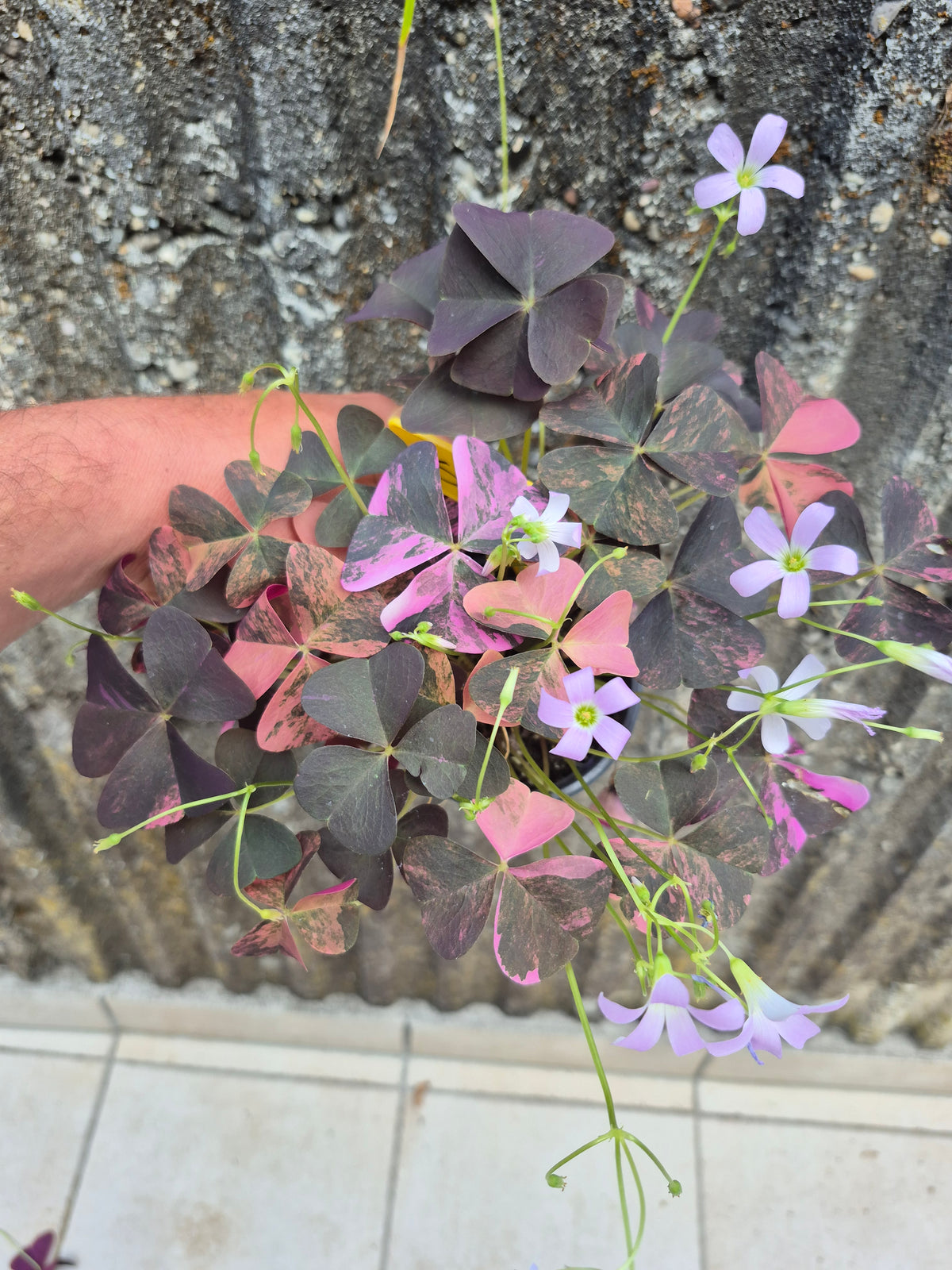 Oxalis triangularis Variegata