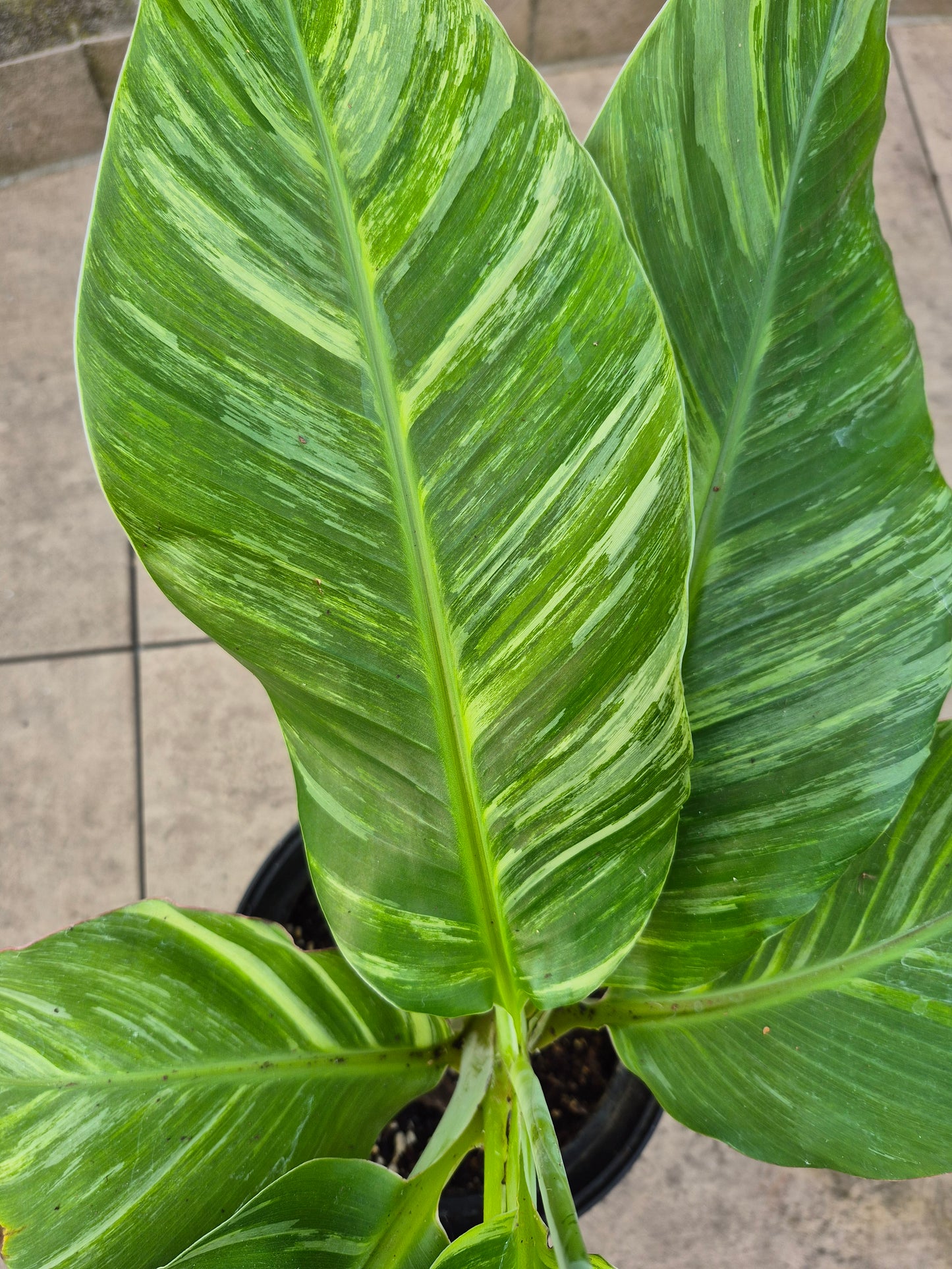 Musa namwah variegata