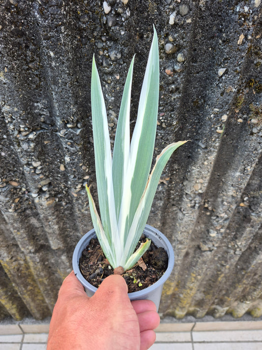 Iris pallida ‚Argentea Variegata'