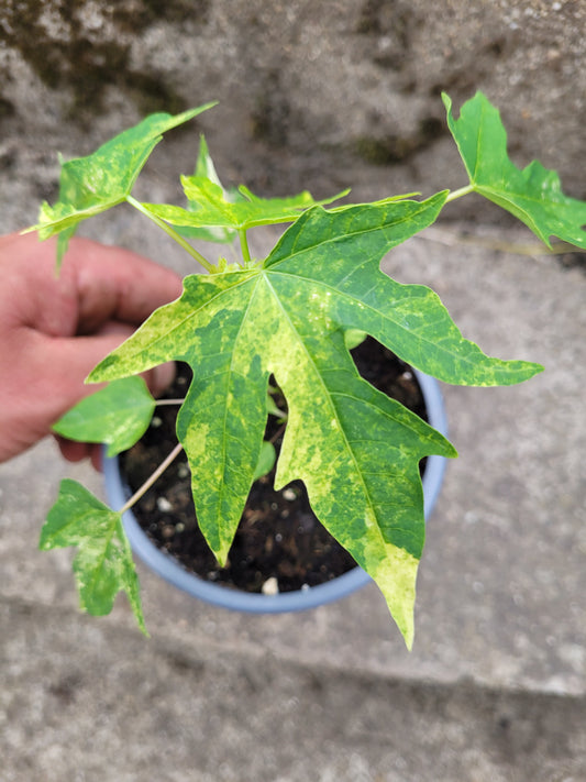 Papaya variegata (Carica papaya)