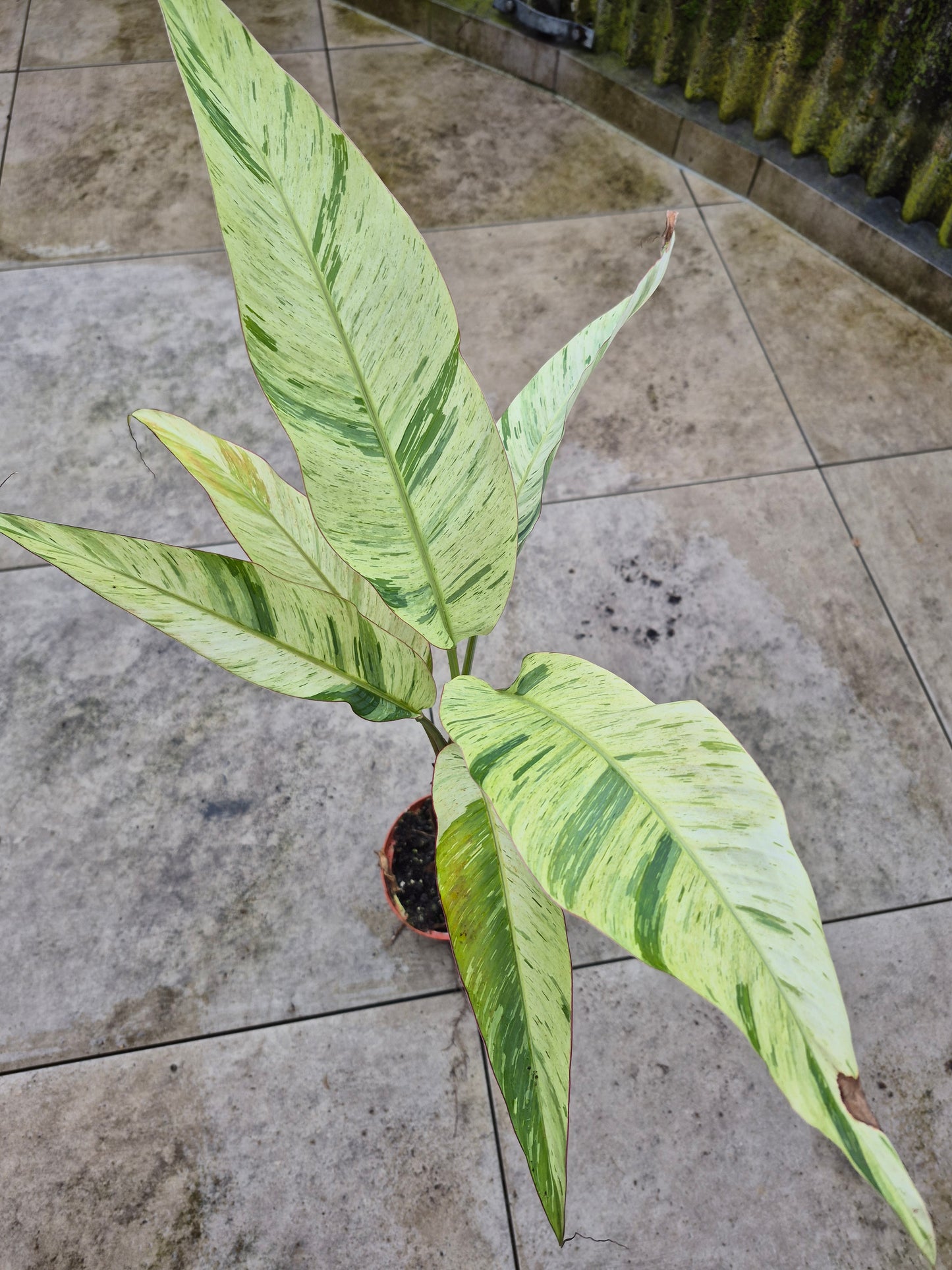 Musa acuminata  Mint variegata