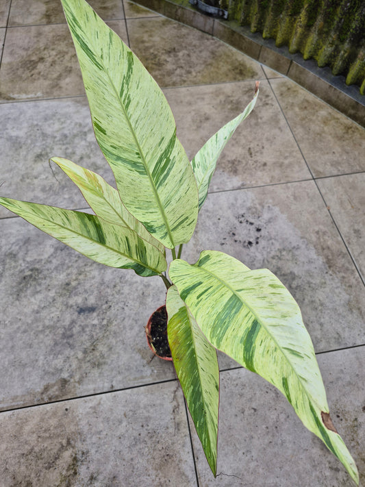 Musa acuminata  Mint variegata