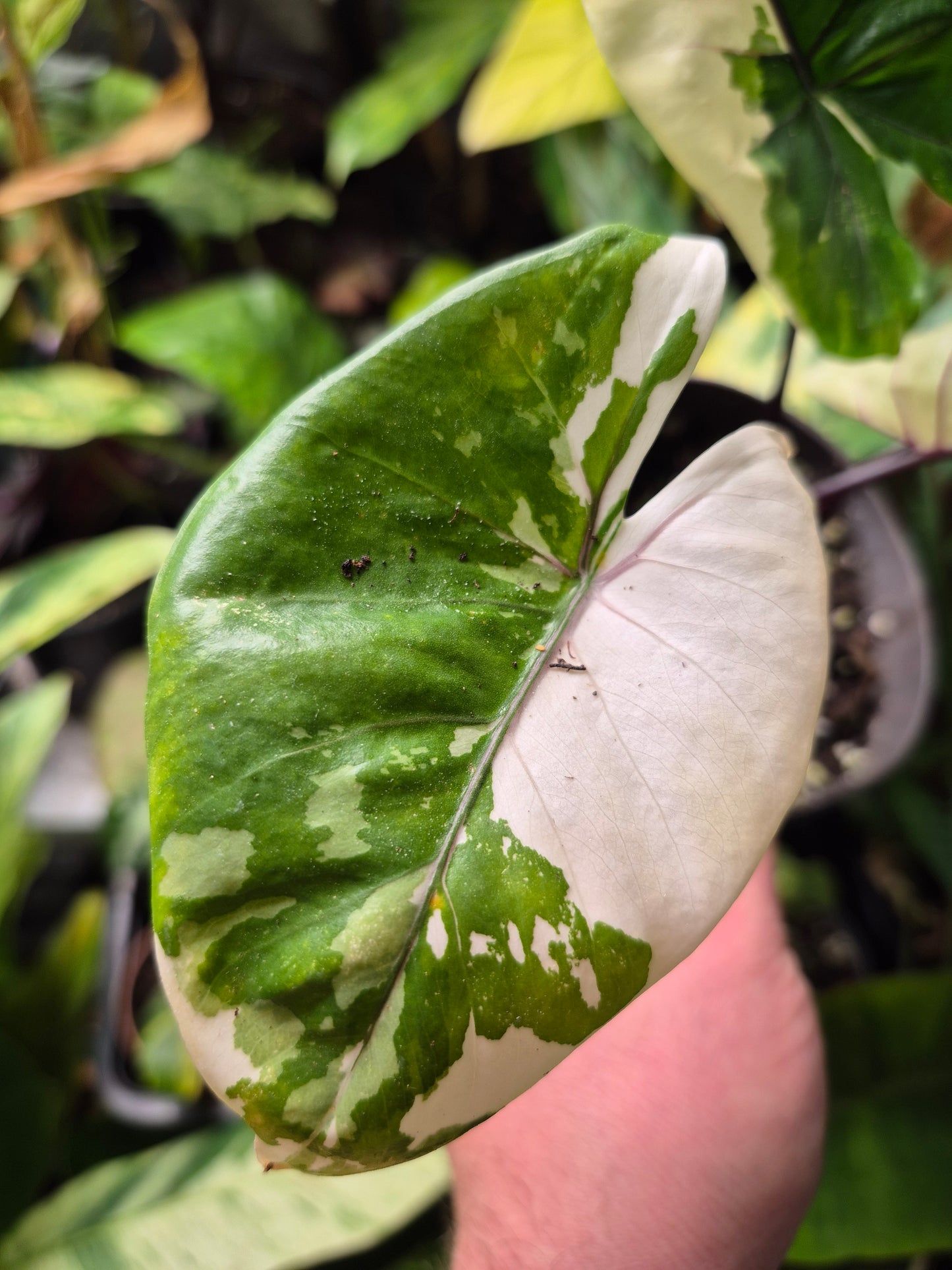 Alocasia Macrorrhizos Black Stem variegata 1 Rhizom