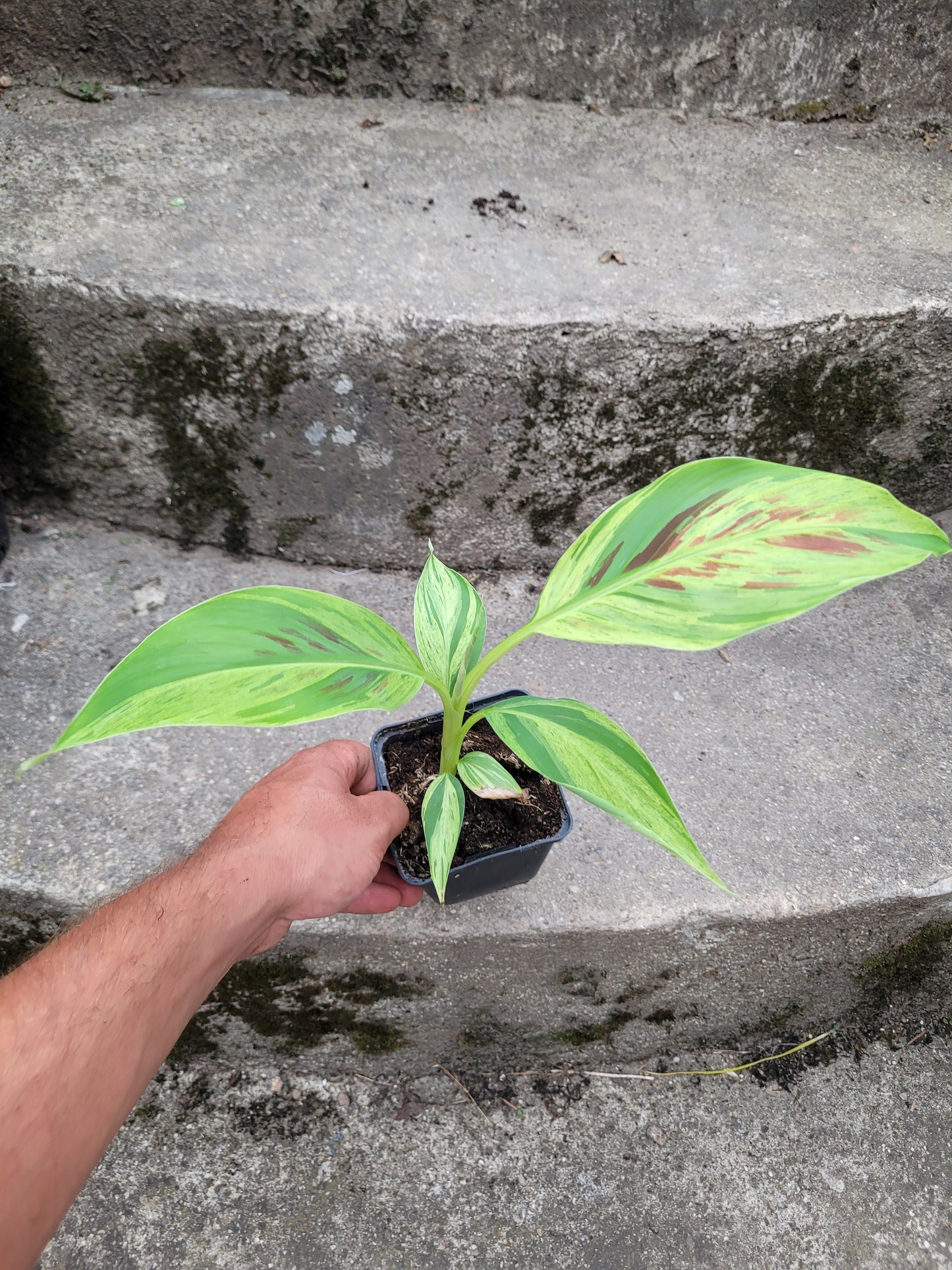 Musa acuminata  Mint variegata
