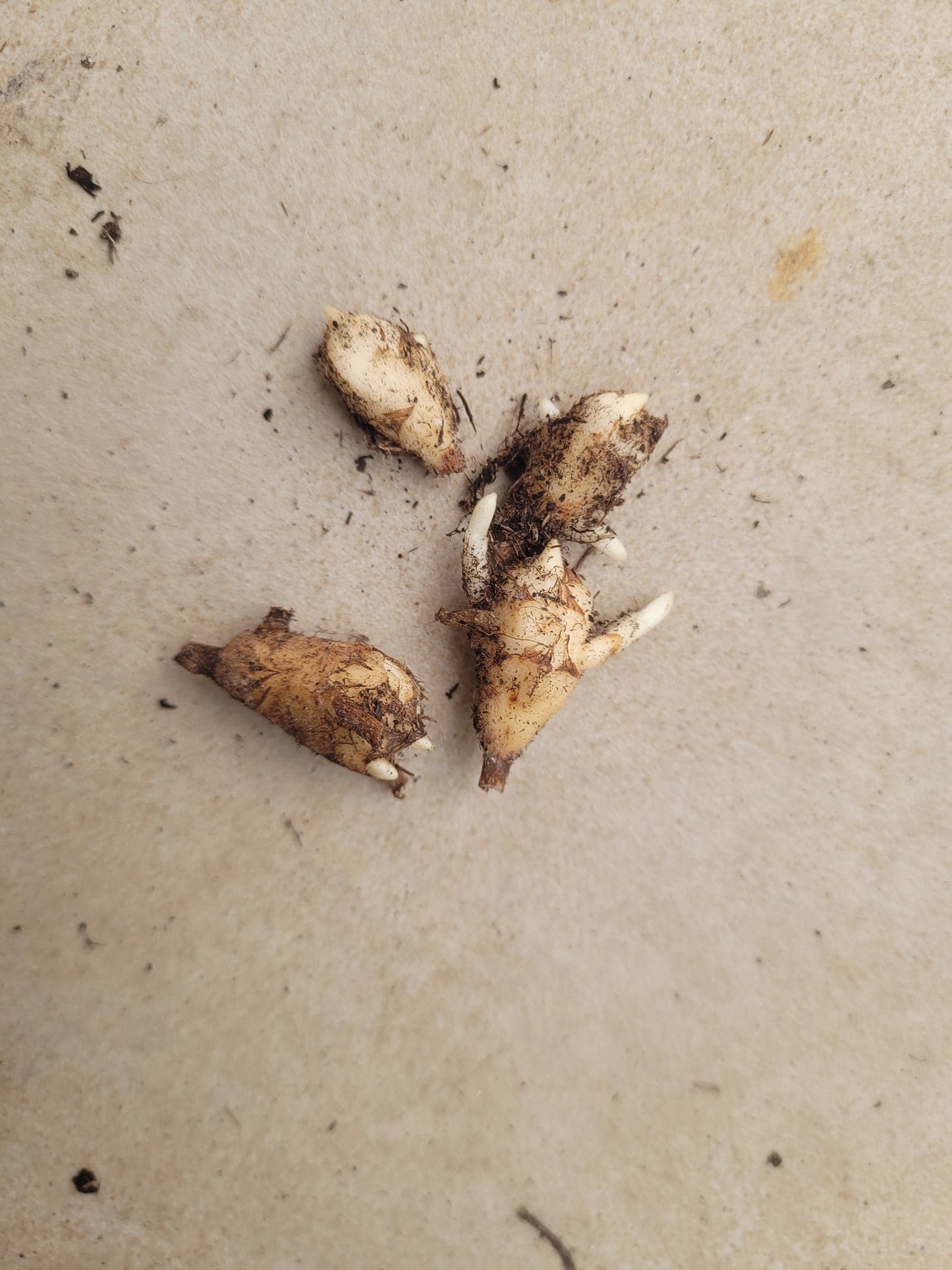 Alocasia Macrorrhizos Aurea Rhizom