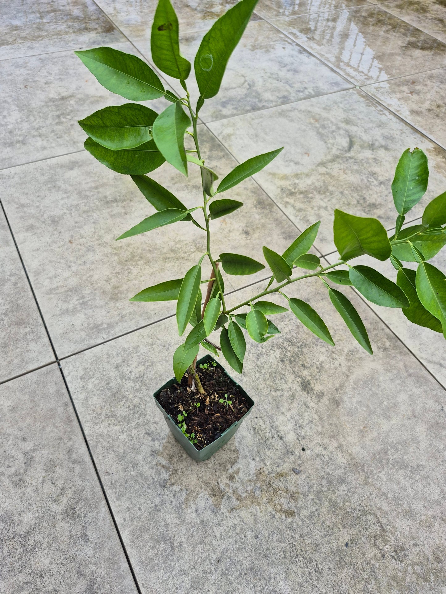 Citrus ichangnensis x Citrus sinensis