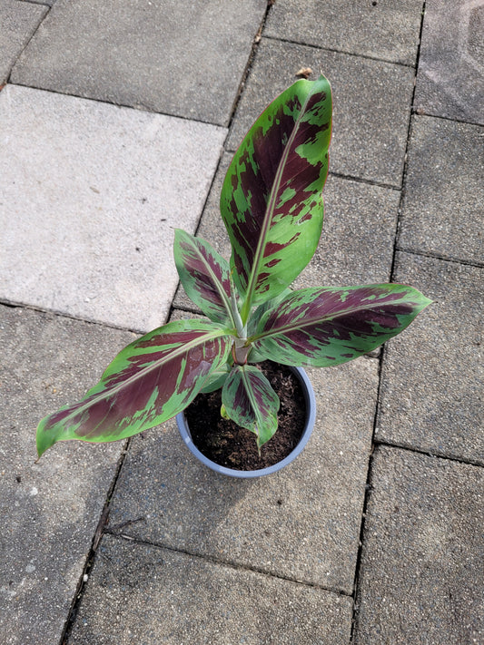 Musa acuminata var. Zebrina