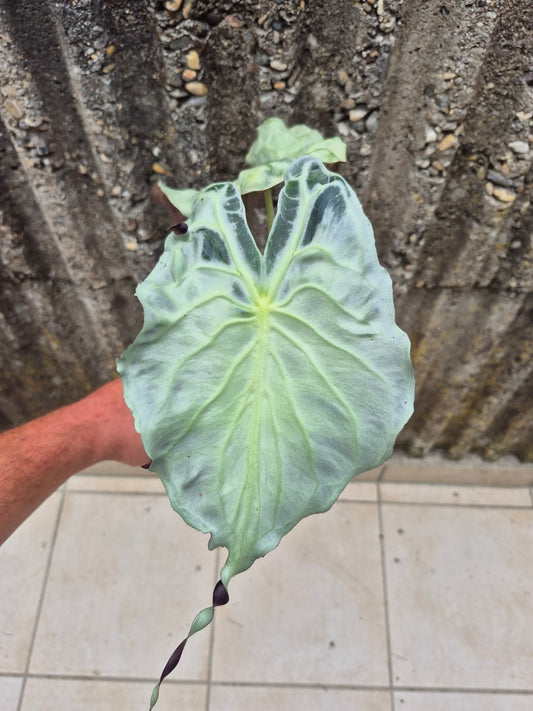 Alocasia Venom XL Pflanze 2