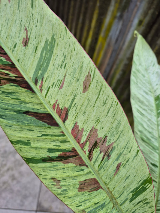 Musa acuminata  Mint variegata