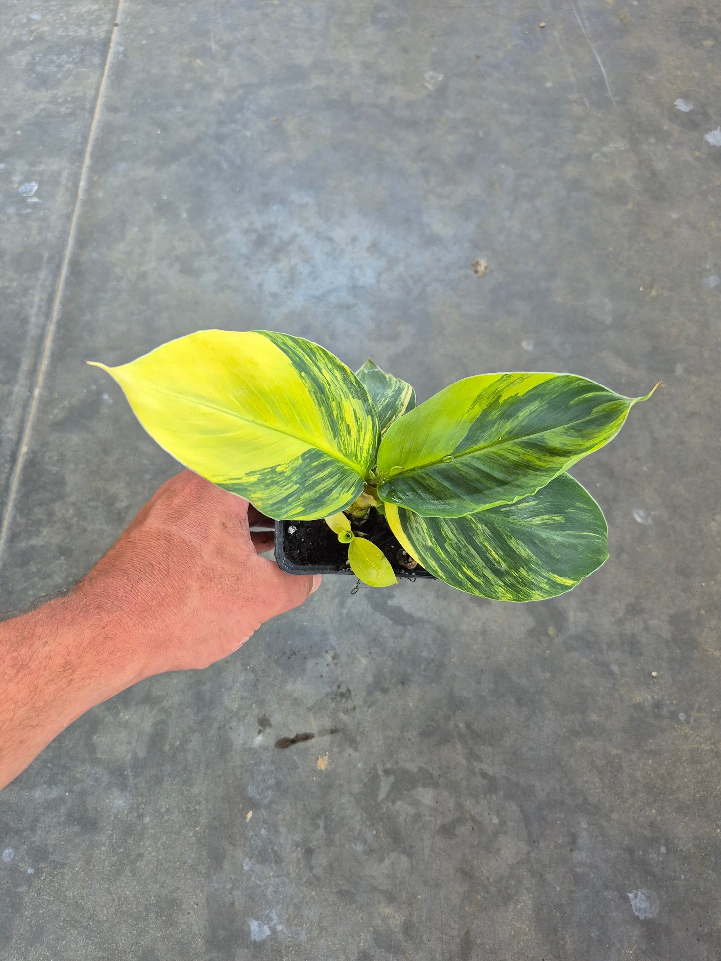 Musa dwarf cavedish variegata 2