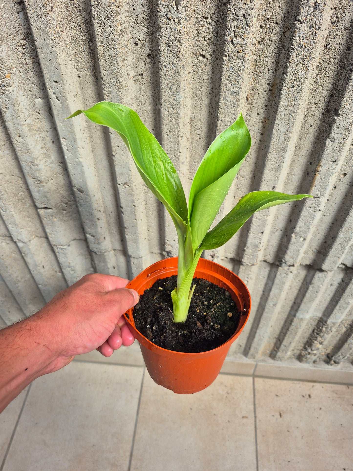 Ensete ventricosum Red Stripe 1 Pflanze