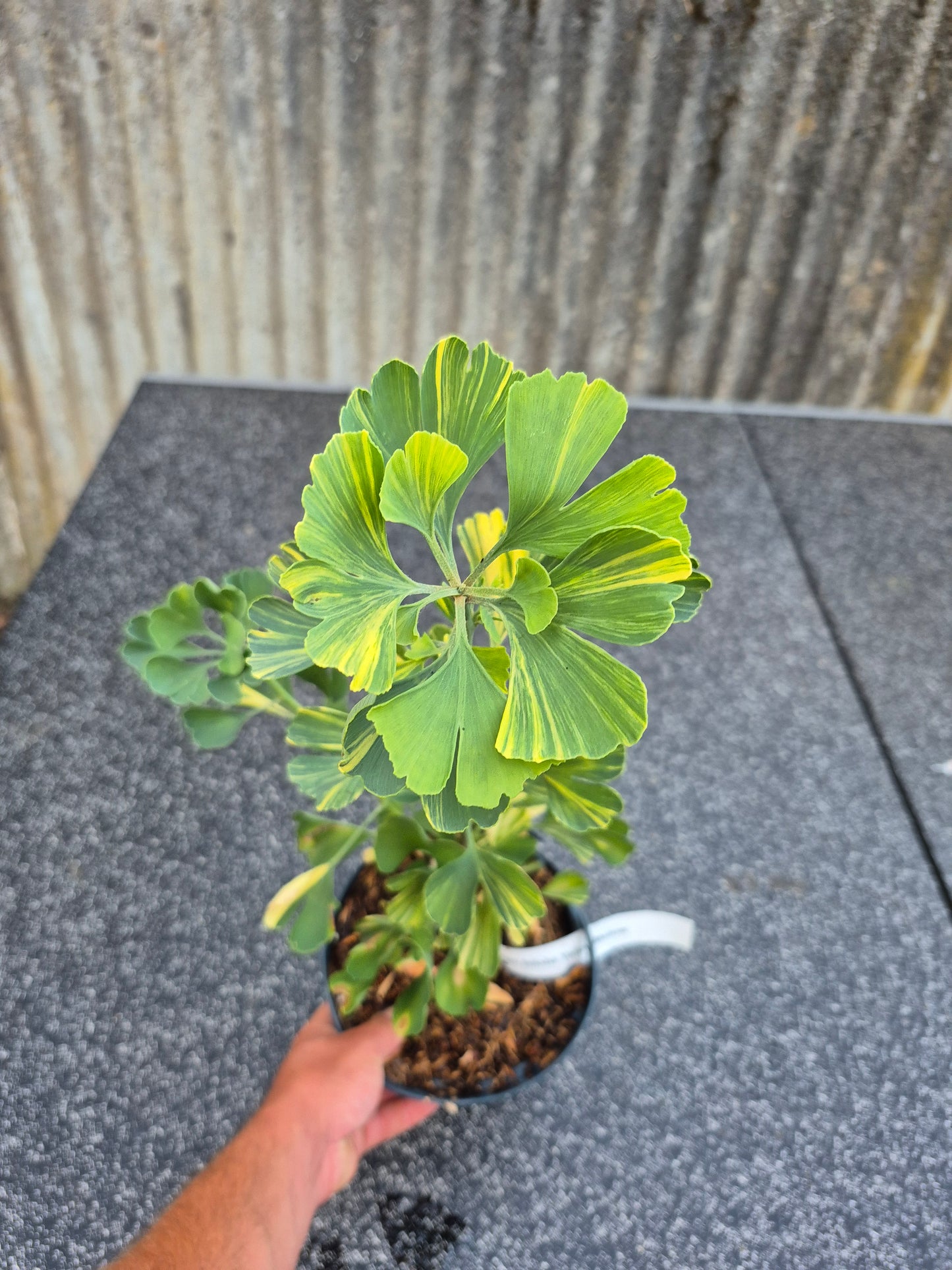 Ginkgo biloba Mellow Yellow