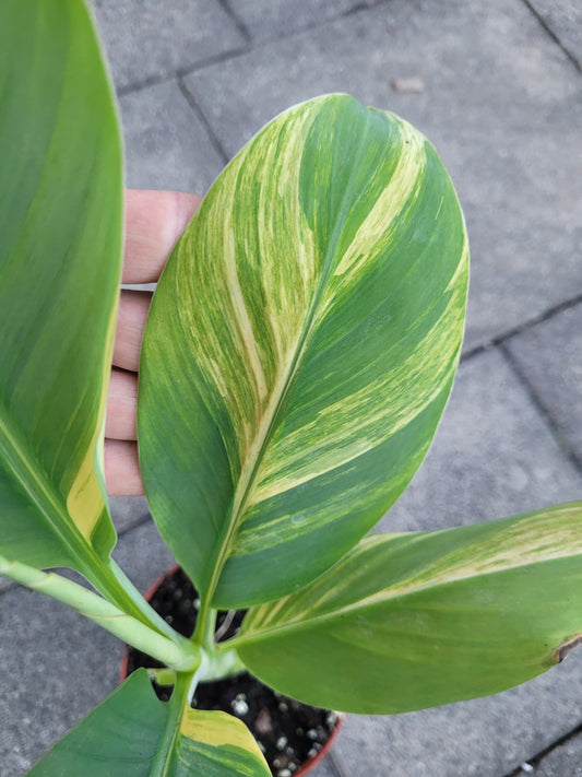 Musa papua Yellow Variegata