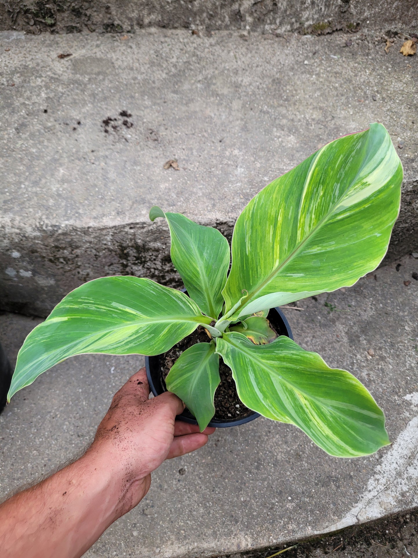 Musa namwah variegata