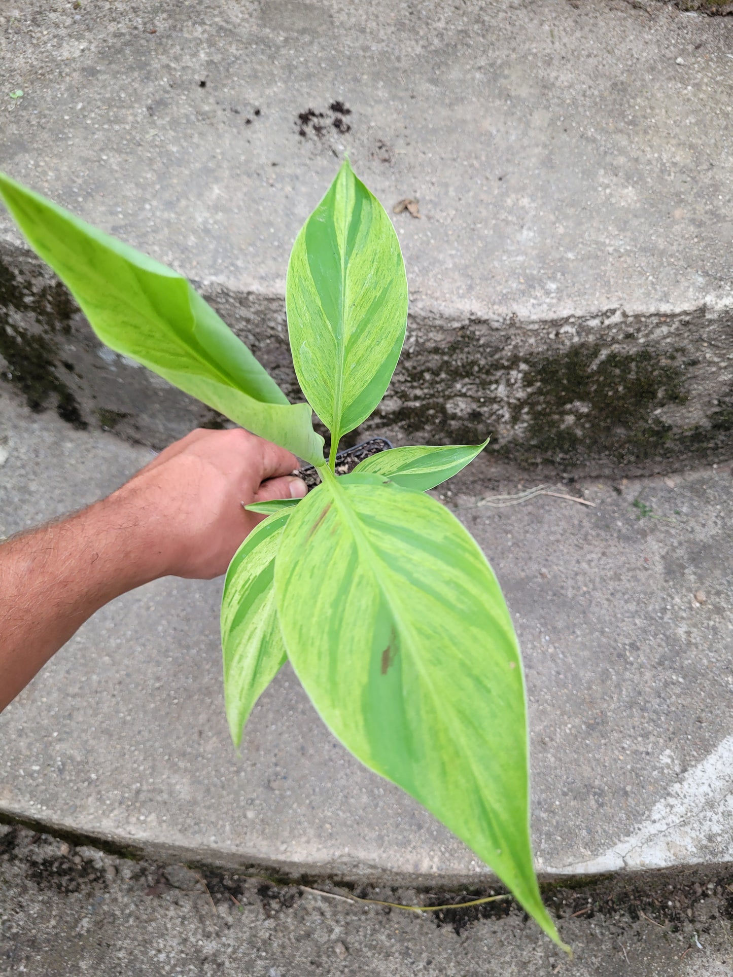 Musa acuminata  Mint variegata