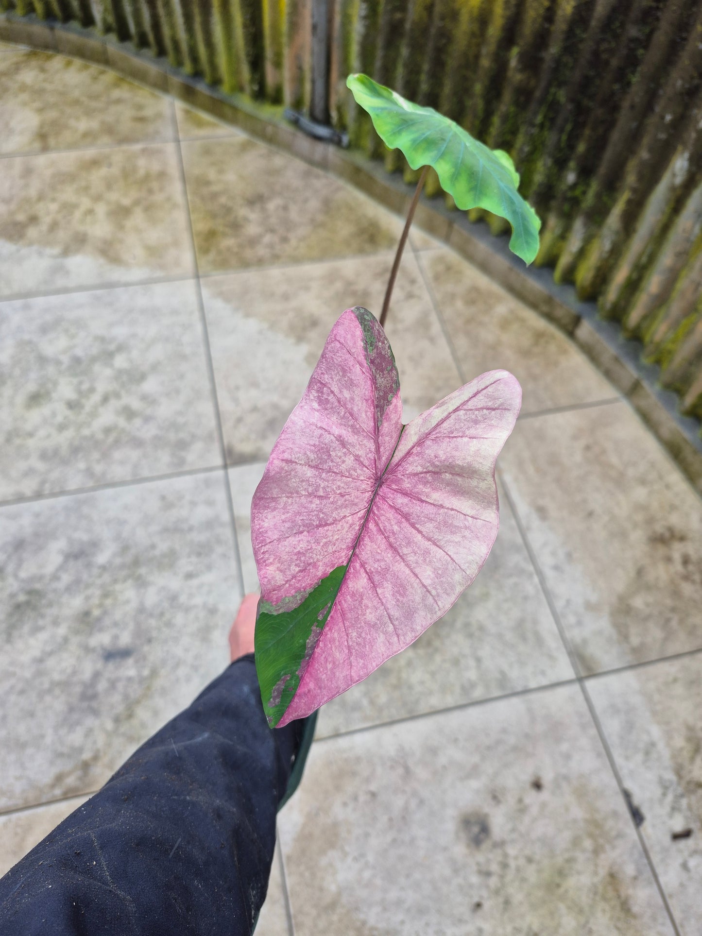 Colocasia Pink Splash