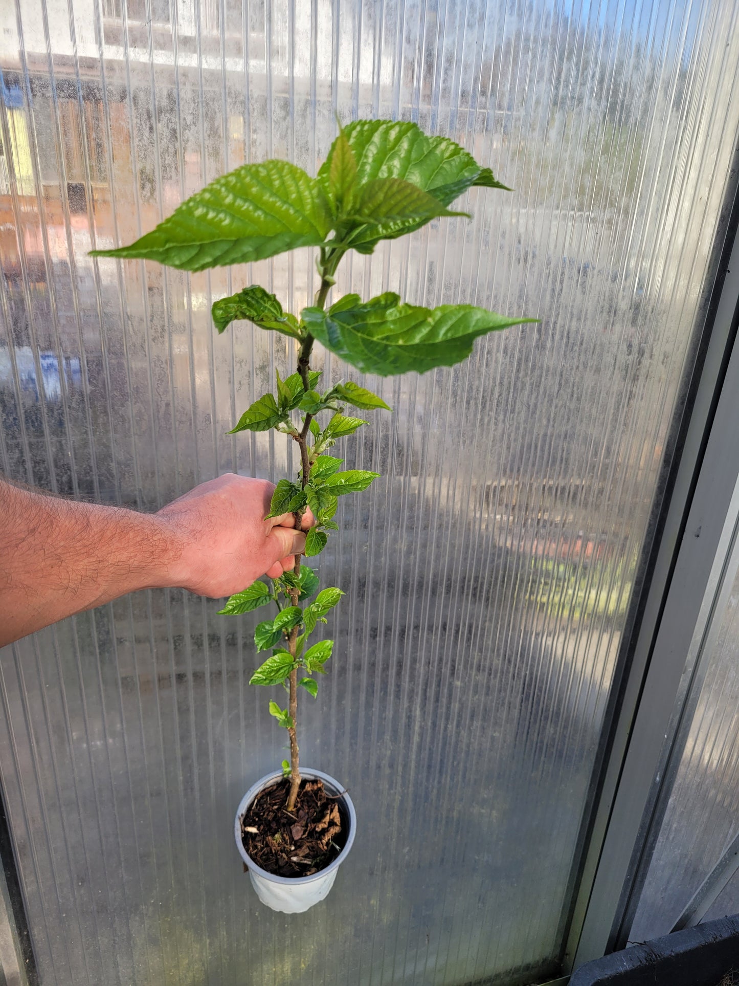 Weiße Maulbeere (Morus alba)