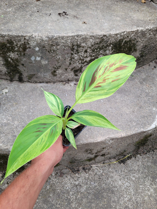 Musa acuminata  Mint variegata