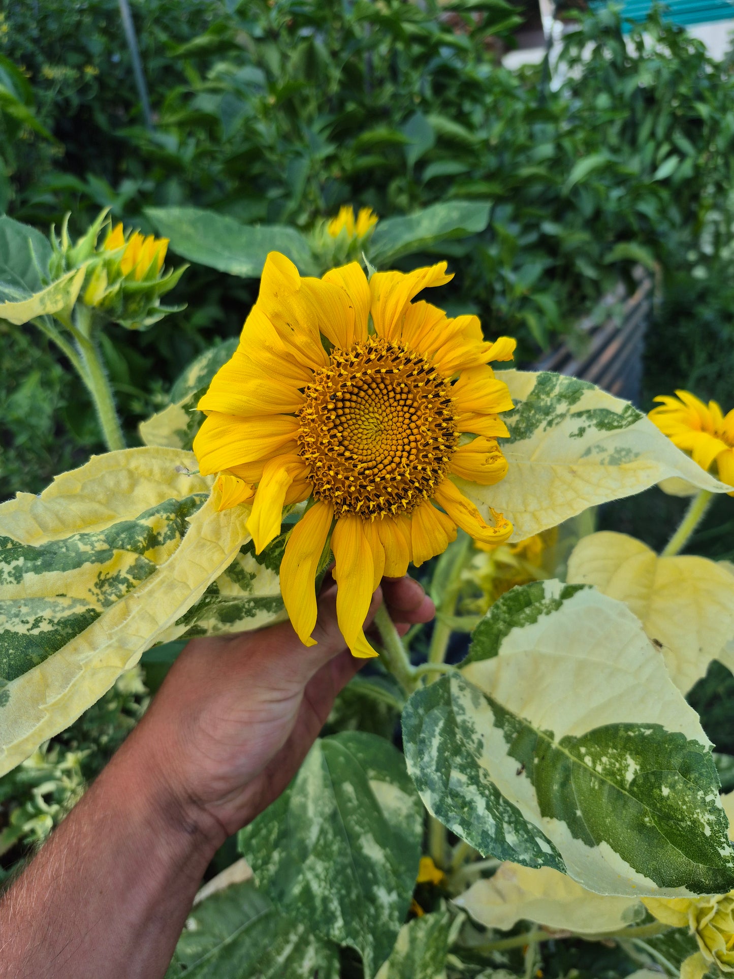 Sonnenblume variegata 12 Samen